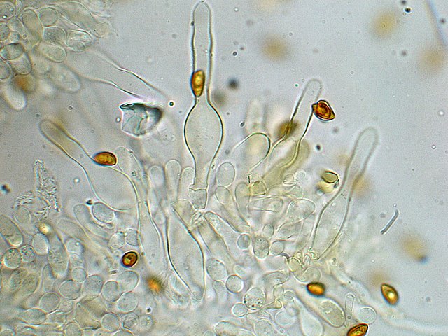 Galerina spec. Cod.: DSCN 9473